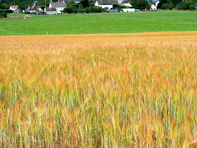 Wheat crop.  Indre et Loire, France. Photographed by Susan Walter. Tour the Loire Valley with a classic car and a private guide.