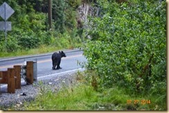 bear on road