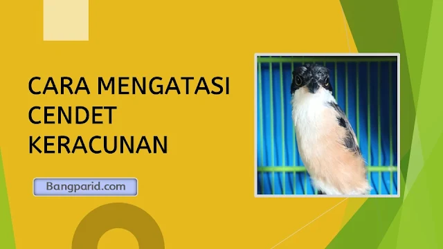 CARA MENGATASI CENDET KERACUNAN