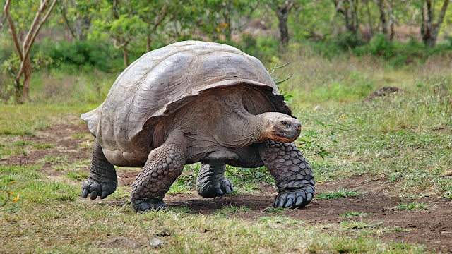 Giant Tortoise