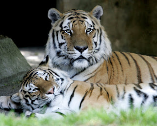 imagen de tigre de bengala