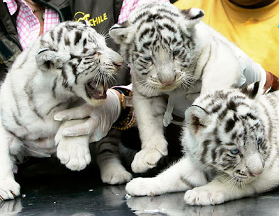 3 White Tigers Cubs Picture