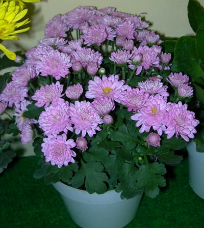 How to Care For Potted Chrysanthemum Plant  Care For Plant