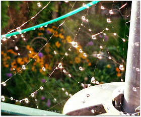 water droplets on spiders web