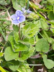 Germander Speedwell, Veronica chamaedrys.  Kemsing Down with the Orpington Field Club on 12 April 2014.