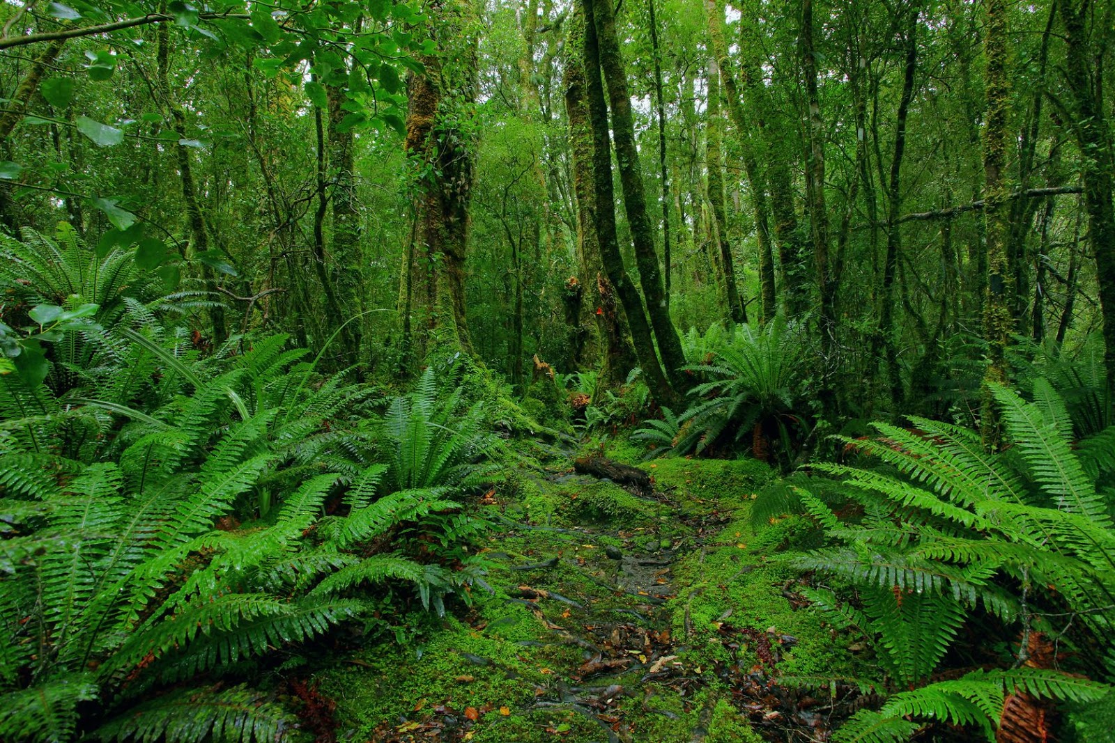 Mengenal Jenis-jenis Hutan | Hijau Hutanku Sehat Duniaku
