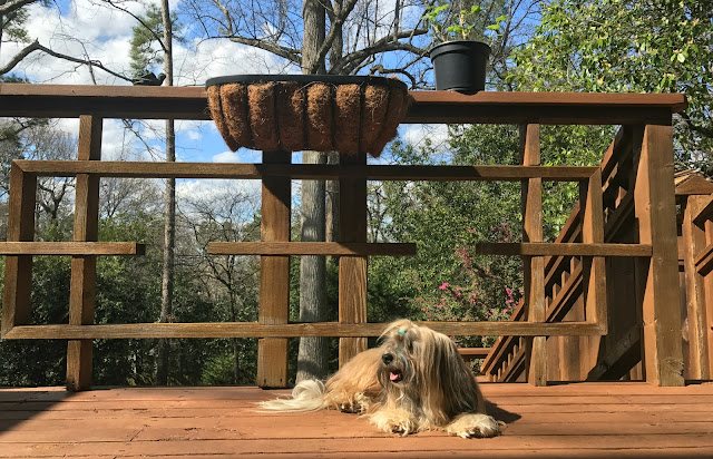 Rocco Havanese Dog sunbathing on deck