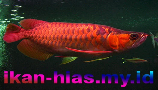 ikan arwana