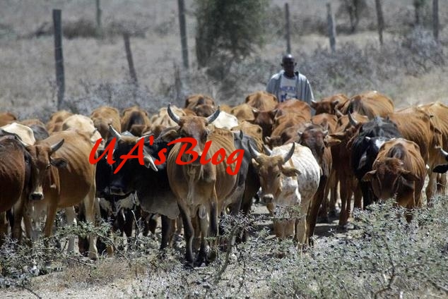 Herdsmen: Grazing, cattle ranching private business – Yoruba elders tell FG 