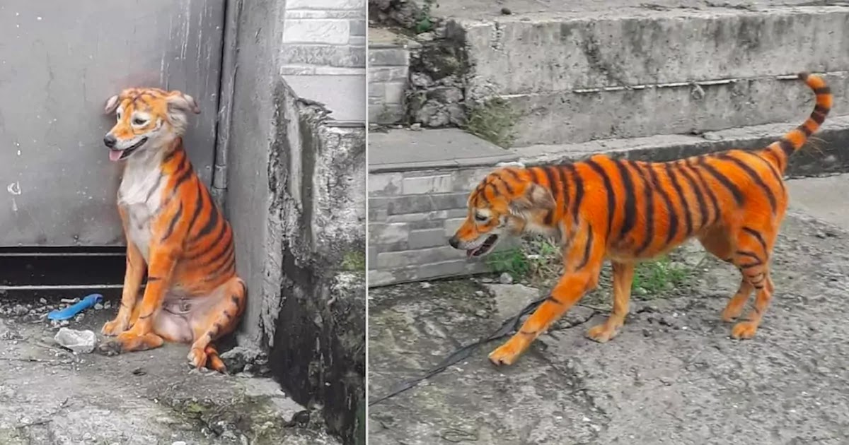 Anger After Dog Is Seen Spray-Painted To Look Like A Tiger In Malaysia: Animal Rights Group Seeks Justice