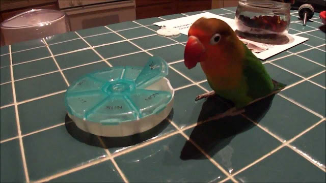 Home Made Bird Toys