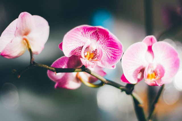 Orchid Flowers Wallpapers