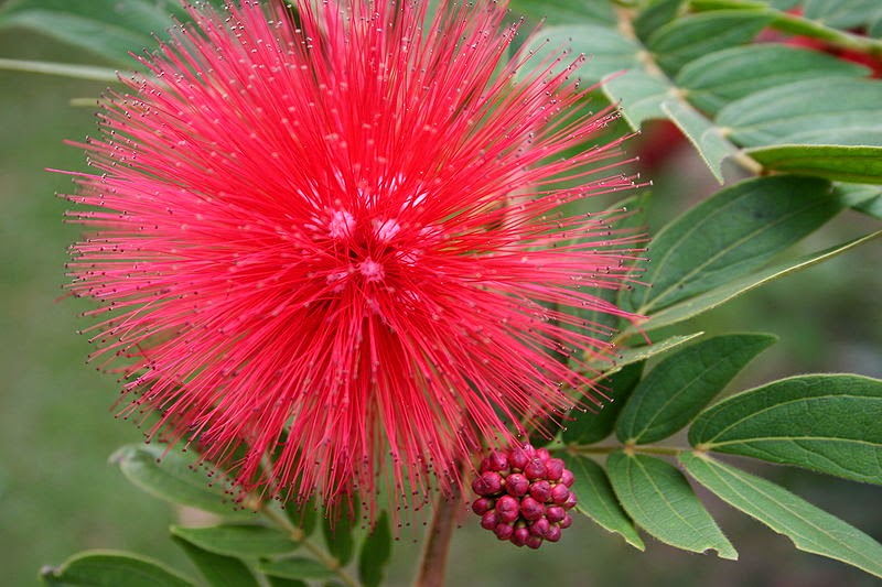 Pokok Bunga Lebah Kelulut - Calliandra sp - Kelab Lebah ...