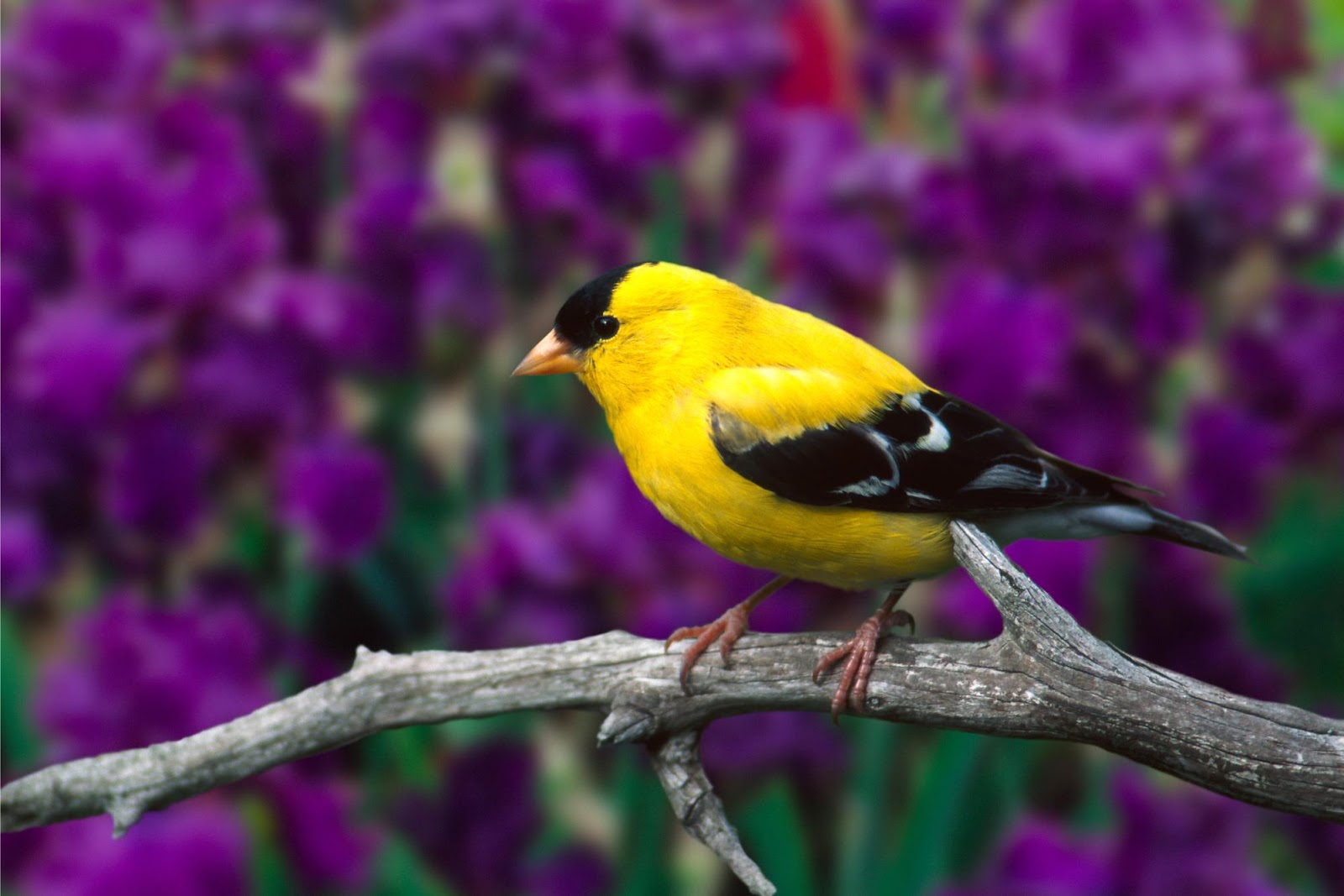 WnP: Wallpapers & Pictures: Beautiful Birds HD Wallpaper