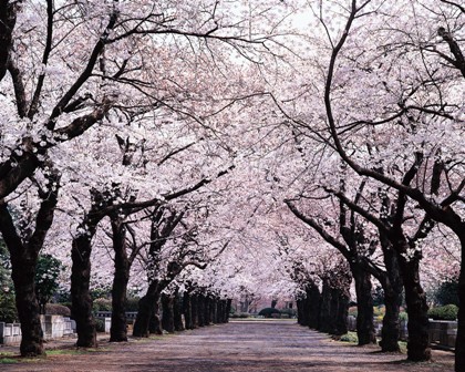 Japan Cherry Blossom Nice Pic