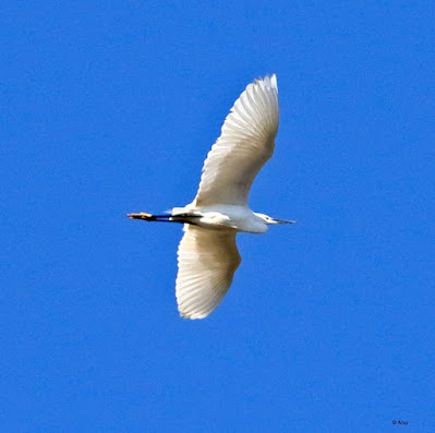 "Little Egret - Egretta garzetta, flying overhead."