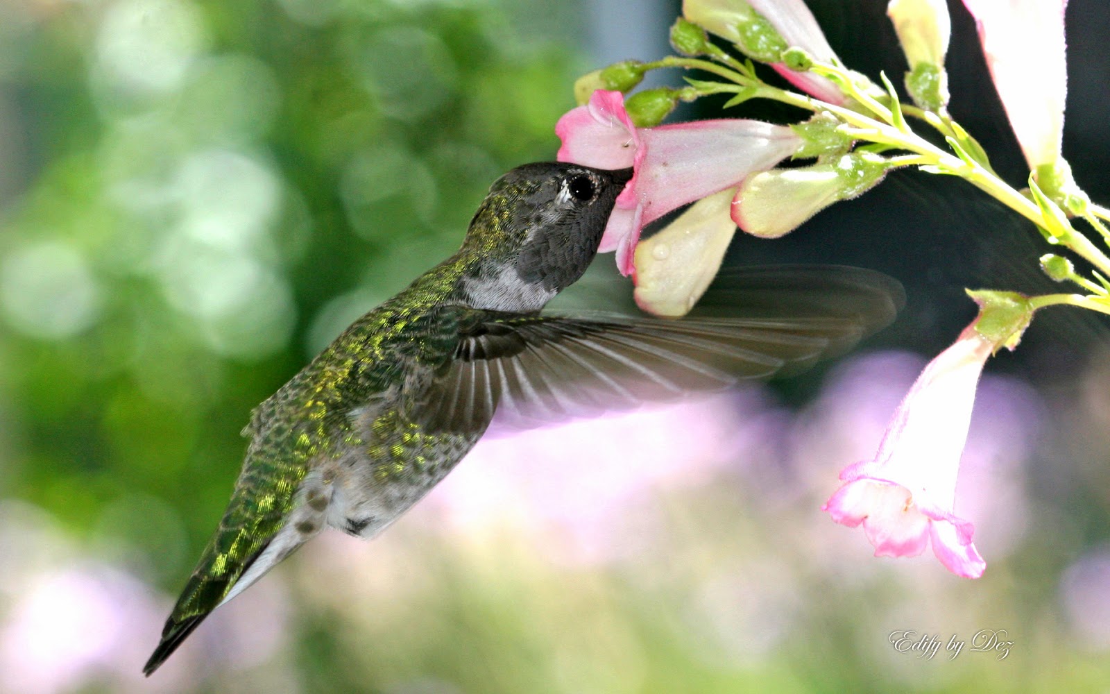 http://beautifulwallpapersfordesktop.blogspot.com/2014/01/hummingbird-wallpapers-hd.html