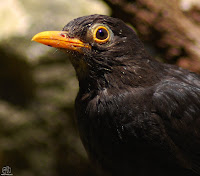 Mirlo común. (Turdus merula).