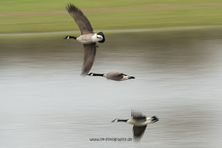 Naturfotografie Wildlifefotografie Lippeaue Olaf Kerber