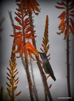 Hummingbird