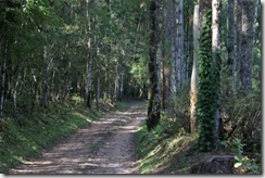 monte verde trilha