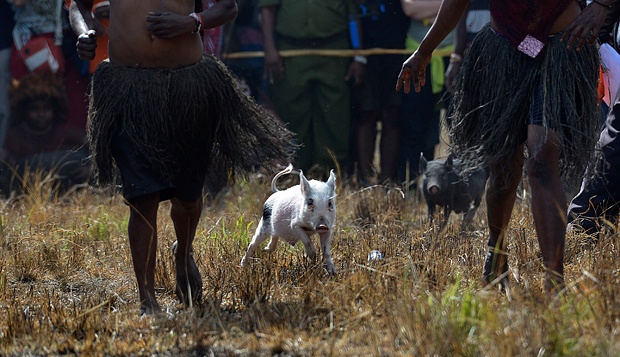 Jangan Memotret Babi Sembarangan di Papua, Karena Bisa Diminta Bayar Sampai Rp 30 Juta