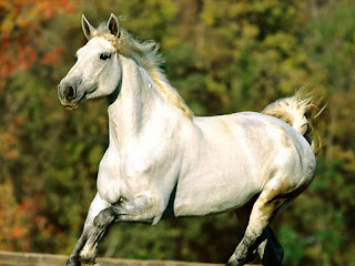 White Horse