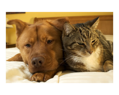 Dogs and Cats Photos