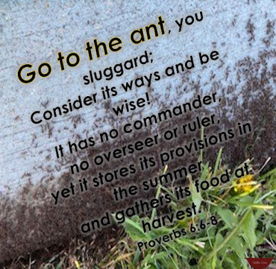 Verse over the top of ants covering a sidewalk with dandelions nearby.