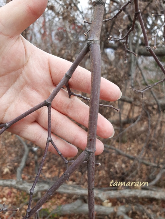 Клён ложнозибольдов (Acer pseudosieboldianum)