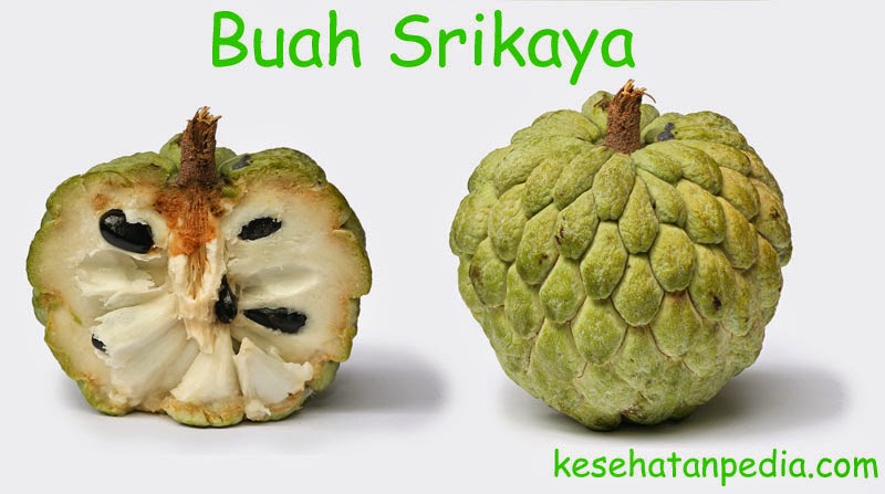 Khasiat Buah Srikaya  bagi Kesehatan kesehatanpedia