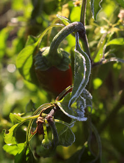 Frost kills pepper plants