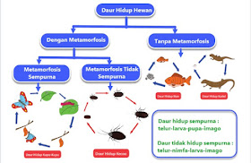 tema-5-kelas-5-subtema-1-pembelajran-5