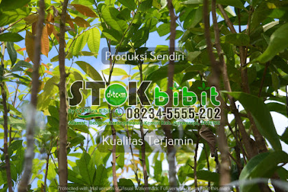 Kepel                                    buah kepel/burahol