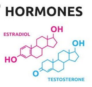 Hormones function