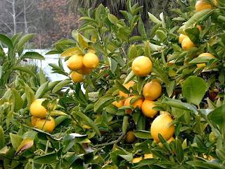 Ağaçta limonlar