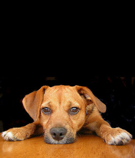 brown cute canidae puppy with black background