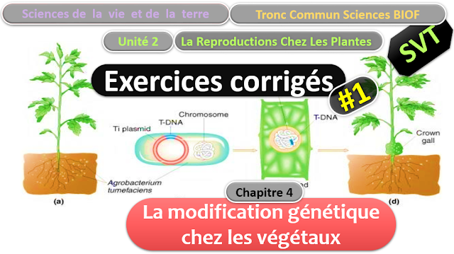 Télécharger | Exercices Corrigés | Tronc commun  Sciences  > La modification génétique chez les végétaux  (TCS Biof)  SVT  #2