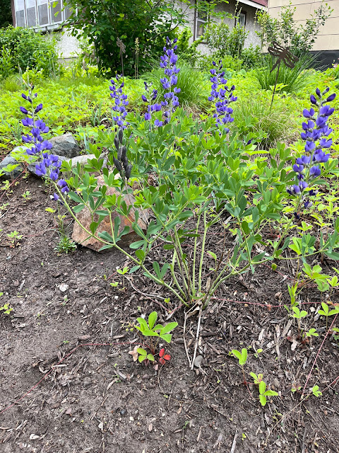 Blue wild indigo