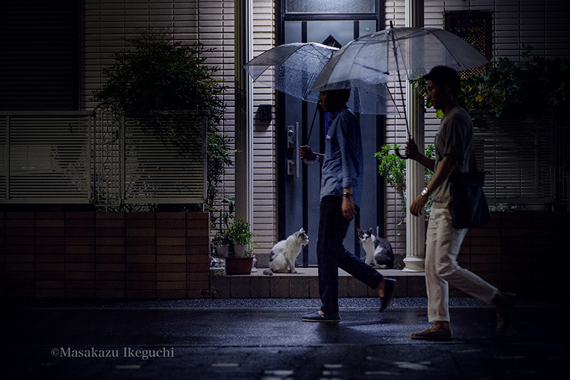 東京猫色 雨宿り