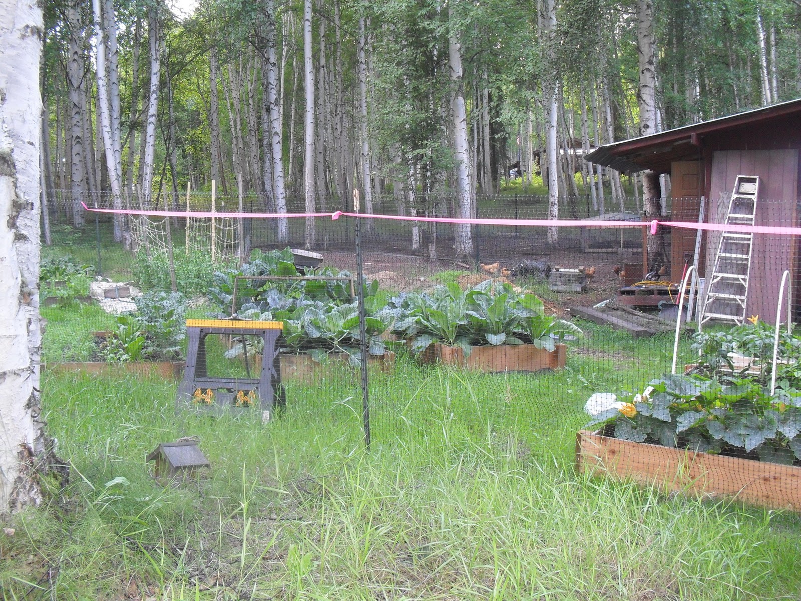 Homemade Alaska: Keeping chickens through the harsh Alaska winter