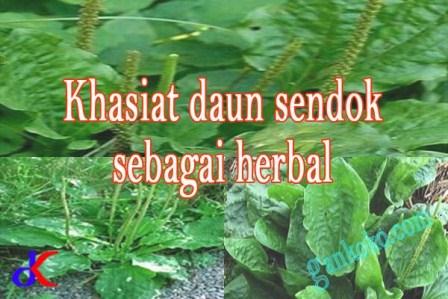 https://keranjangkesehatan.gankoko.com/2023/03/khasiat-daun-sendok-sebagai-herbal.html