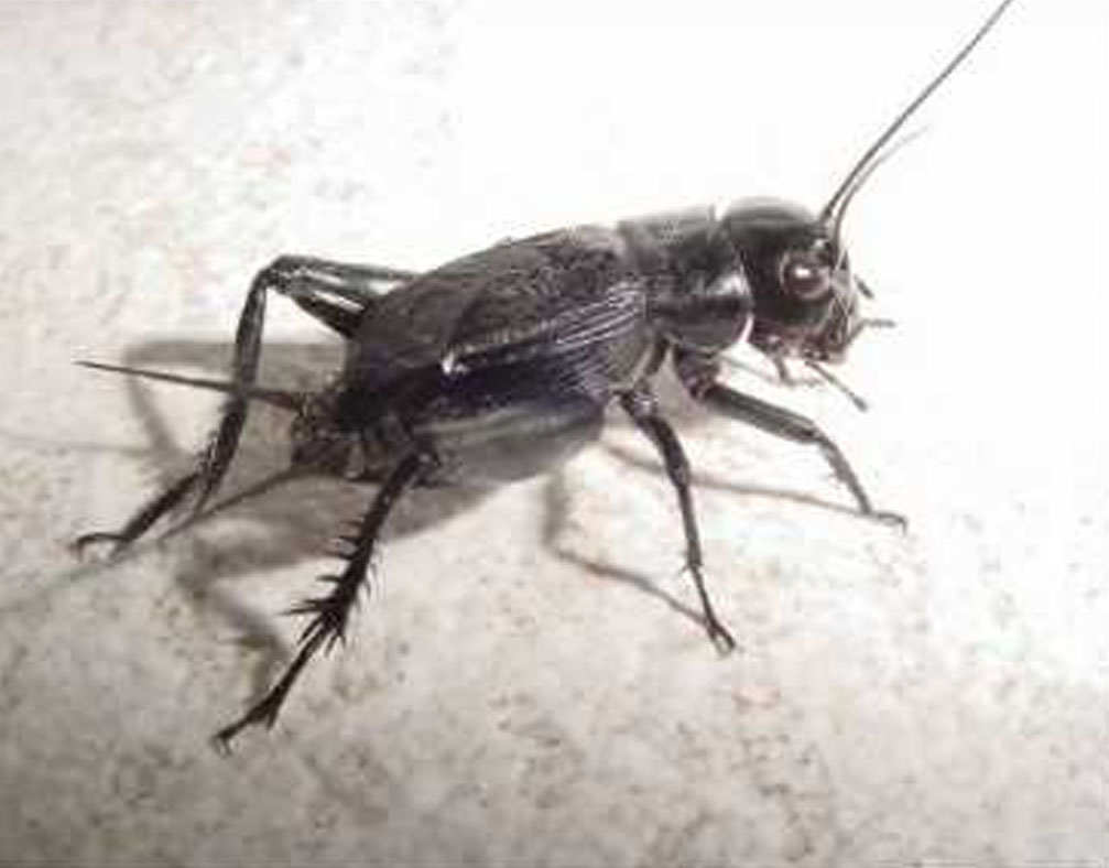 Cricket (insect) | Understanding and definition of Cricket ...