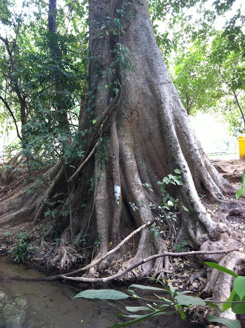 Ancient tree, Kanchanaburi, Thailand 