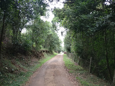 Longwood shola reserve Forest, kotagiri