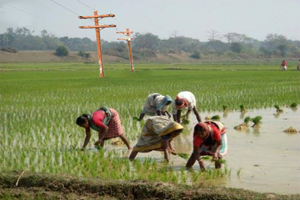 Growing Paddy - Process Writing