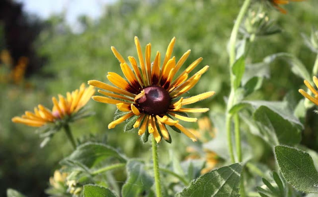 Rudbeckia Hirta Flowers Pictures