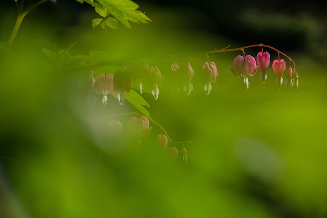 Serduszka okazała - Dicentra spectabilis