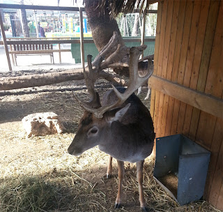 Barcelona Sights - Buck and Deer