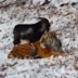 Photos: Goat thrown into tiger's den as lunch survives as they become friends